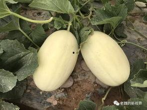 老魏瓜如何吃,解锁夏日清新美味新境界 第2张 老魏瓜如何吃,解锁夏日清新美味新境界 第2张