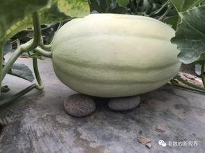 老魏瓜如何吃,解锁夏日清新美味新境界 第3张 老魏瓜如何吃,解锁夏日清新美味新境界 第3张