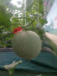 吃龙瓜菊花的好处,养生佳品，健康生活必备  第2张