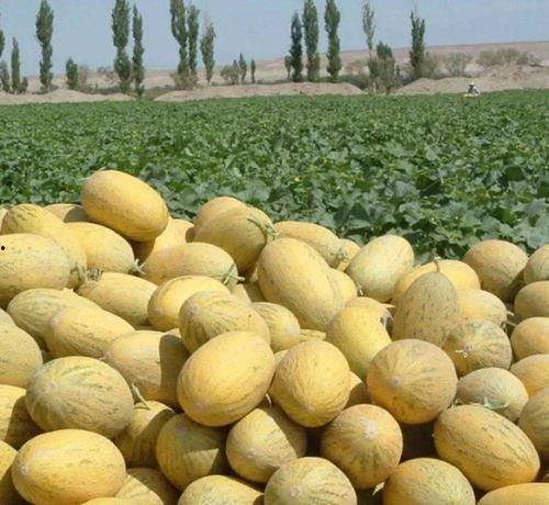 库尔勒方舱吃瓜,库尔勒方舱里的“瓜趣”时光