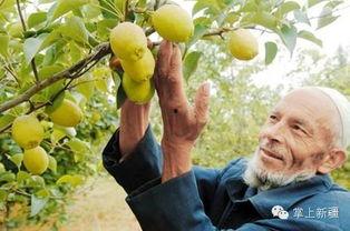 库尔勒方舱吃瓜,库尔勒方舱里的“瓜趣”时光 第2张 库尔勒方舱吃瓜,库尔勒方舱里的“瓜趣”时光 第2张