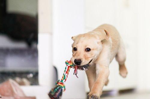 狗子吃瓜被误伤视频,网友热议宠物安全饮食问题
