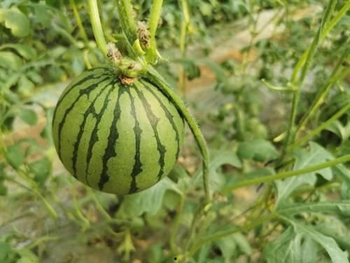 郑团团吃瓜,揭秘娱乐圈幕后故事  第2张