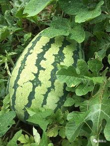 独立吃瓜 第3张 独立吃瓜 第3张