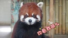 阿米阿吃瓜,揭秘娱乐圈背后的那些事儿 第1张 阿米阿吃瓜,揭秘娱乐圈背后的那些事儿 第1张