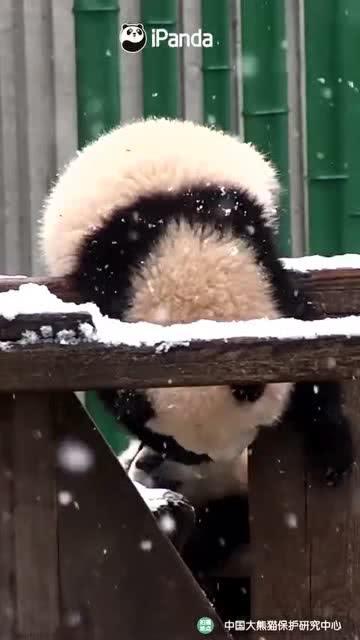 会吃瓜的熊,揭秘动物界的“美食评论家” 第2张 会吃瓜的熊,揭秘动物界的“美食评论家” 第2张