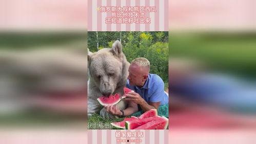 会吃瓜的熊,揭秘动物界的“美食评论家” 第3张 会吃瓜的熊,揭秘动物界的“美食评论家” 第3张