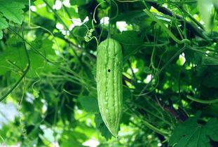 天天吃玲珑瓜,每日一瓜，健康生活每一天  第1张