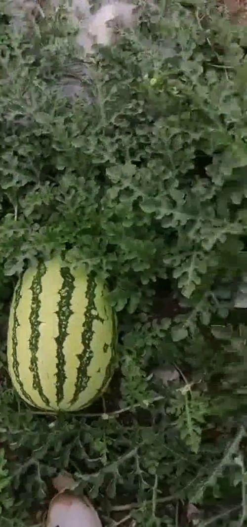 天天吃玲珑瓜,每日一瓜，健康生活每一天  第2张