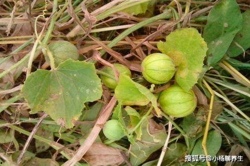 野瓜可以吃吗,天然美味还是潜在风险？  第2张