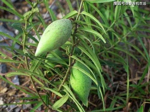 野瓜可以吃吗,天然美味还是潜在风险？  第3张