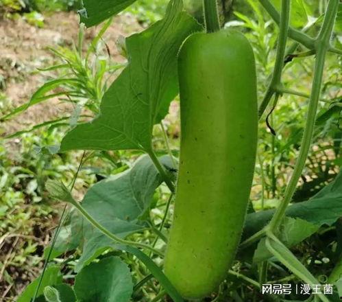 瓠子瓜怎么晒干冬天吃 第2张 瓠子瓜怎么晒干冬天吃 第2张