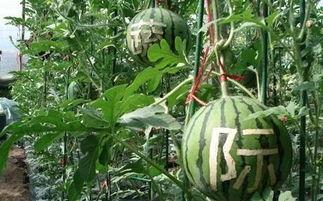 销售中介吃瓜 第2张 销售中介吃瓜 第2张