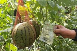 销售中介吃瓜 第3张 销售中介吃瓜 第3张