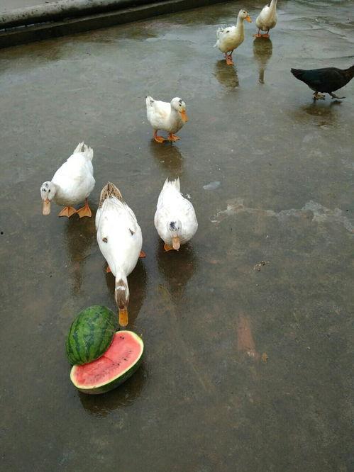 吃鸭瓜的视频,一场味蕾的视觉盛宴  第2张