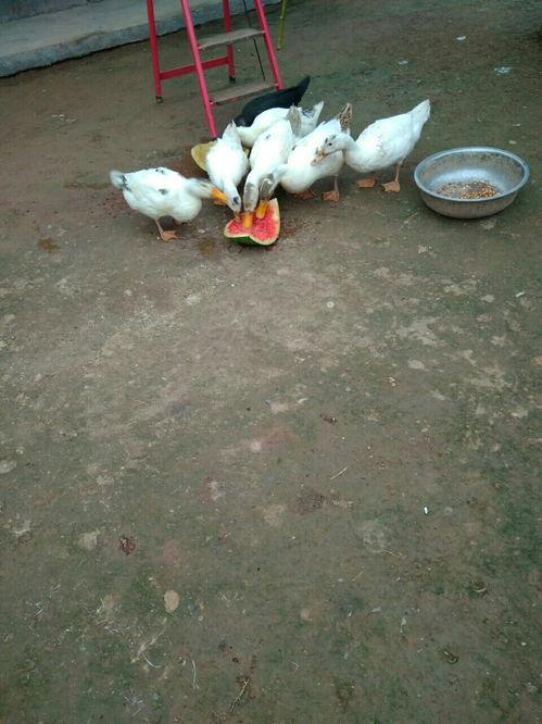 吃鸭瓜的视频,一场味蕾的视觉盛宴  第3张