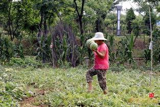 枣庄吃瓜直播,一场味蕾与视觉的盛宴  第3张