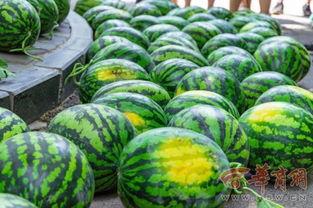 武汉高校免费吃瓜 第3张 武汉高校免费吃瓜 第3张