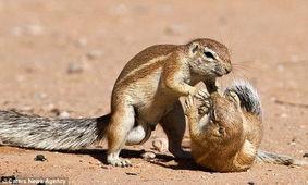 吃瓜松鼠揭秘,娱乐圈幕后真相大曝光