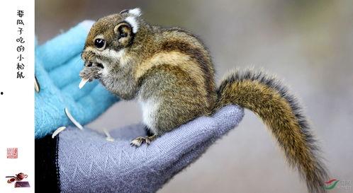 吃瓜松鼠揭秘,娱乐圈幕后真相大曝光 第2张 吃瓜松鼠揭秘,娱乐圈幕后真相大曝光 第2张