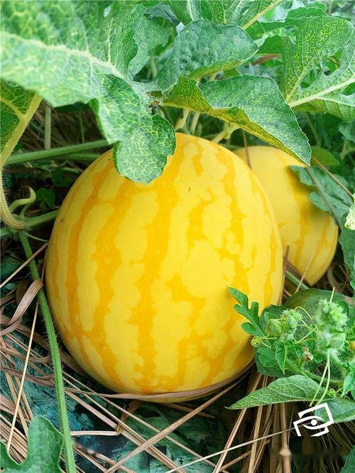 品牌吃瓜,揭秘网红食品背后的秘密