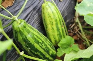 上网吃瓜啥意思 第3张 上网吃瓜啥意思 第3张