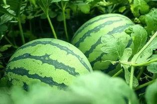 今日立秋吃瓜了没吃瓜了,你吃瓜了吗? 第2张 今日立秋吃瓜了没吃瓜了,你吃瓜了吗? 第2张