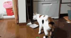 吃瓜猫咪特效视频,萌态百出,特效视频引网友爆笑 第2张 吃瓜猫咪特效视频,萌态百出,特效视频引网友爆笑 第2张