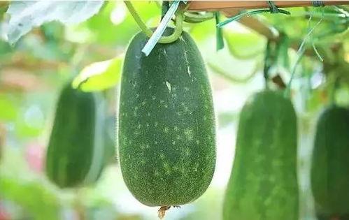 吃瓜说商业,吃瓜群众视角下的商业风云 第2张 吃瓜说商业,吃瓜群众视角下的商业风云 第2张