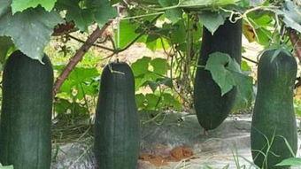 吃瓜说商业,吃瓜群众视角下的商业风云 第3张 吃瓜说商业,吃瓜群众视角下的商业风云 第3张