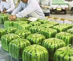 宁夏农村吃瓜视频,吃瓜视频展现田园生活魅力 第2张 宁夏农村吃瓜视频,吃瓜视频展现田园生活魅力 第2张