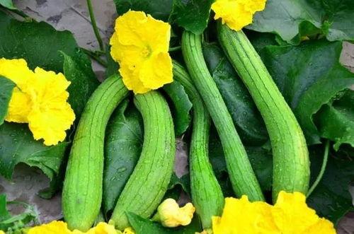 王净吃瓜,揭秘娱乐圈幕后故事 第3张 王净吃瓜,揭秘娱乐圈幕后故事 第3张