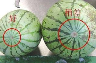 吃瓜小圈圈,网络舆论场中的趣味与真相