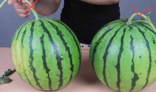 有人摘瓜就有人吃瓜,摘瓜与吃瓜的生态平衡