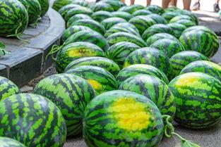 菊花吃瓜视频,揭秘网络热门视频背后的趣味与争议 第3张 菊花吃瓜视频,揭秘网络热门视频背后的趣味与争议 第3张