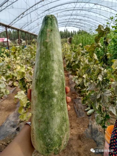 带你吃瓜地府,带你吃瓜体验阴间风味