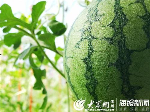 五一在线吃瓜,揭秘热门事件背后的真相 第2张 五一在线吃瓜,揭秘热门事件背后的真相 第2张