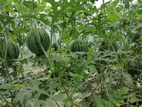 五一在线吃瓜,揭秘热门事件背后的真相 第3张 五一在线吃瓜,揭秘热门事件背后的真相 第3张