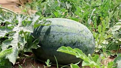 吃梦中情瓜声控 第1张 吃梦中情瓜声控 第1张