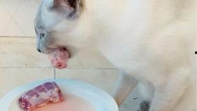 暹罗兔吃瓜  第1张