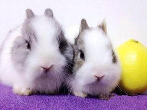 暹罗兔吃瓜  第2张