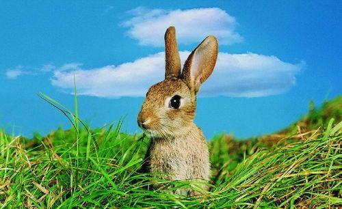 暹罗兔吃瓜  第3张