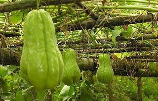 农村吃瓜中毒,食品安全不容忽视  第2张