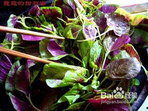 苋菜与角瓜能一起吃吗,苋菜与角瓜的搭配食用指南