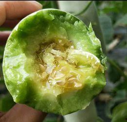 表姐吃瓜还装蒜吗,演技高超，装蒜无痕揭秘