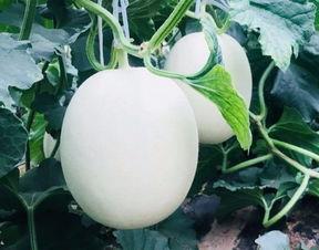 表姐吃瓜还装蒜吗,演技高超，装蒜无痕揭秘  第2张