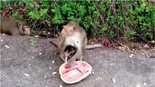 猴嫂吃瓜  第2张