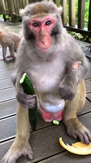 猴嫂吃瓜  第3张