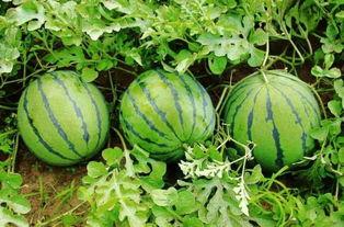 哪里可以吃中伦熊川的瓜,探寻中伦熊川瓜果飘香之地  第2张