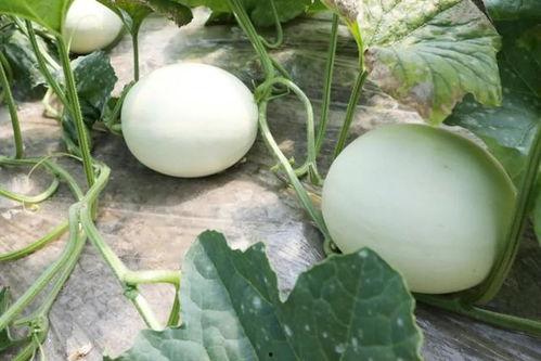 雪白玉瓜怎么吃,解锁美味新体验  第2张